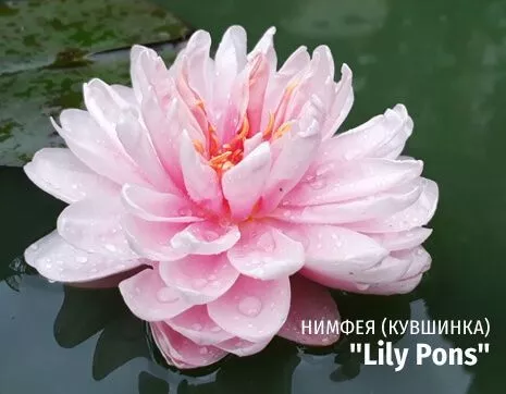 Lily Pons